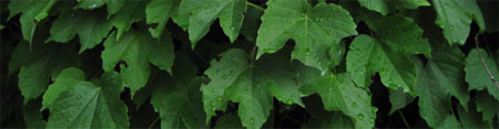 leaves