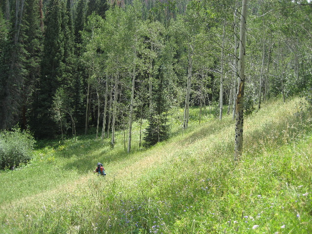 aspen_trail1.JPG