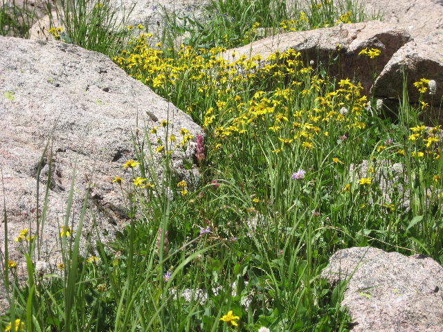 flower_rocks.JPG