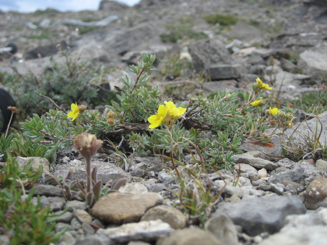 A tiny Cinquefoil bush (The mountain's namesake)