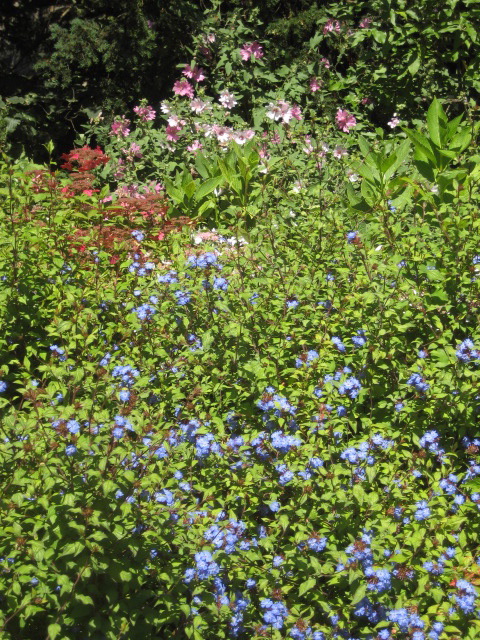 New College garden