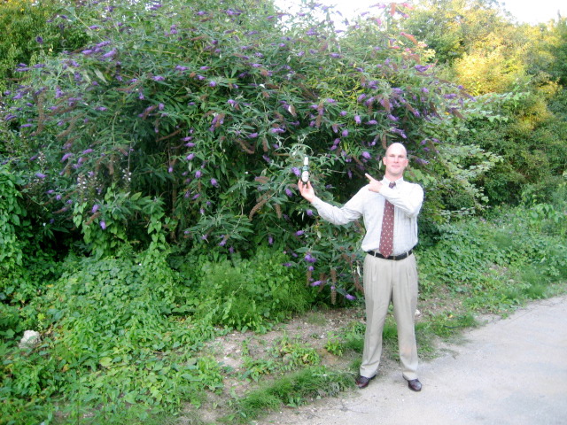 Beer & butterfly bush