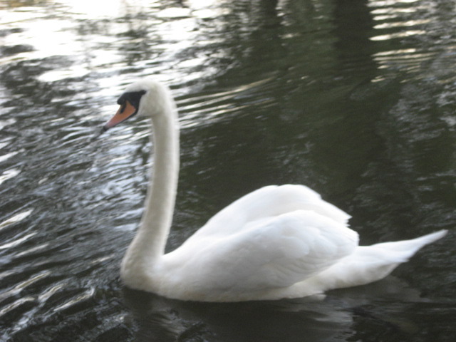 Swan behind the reception