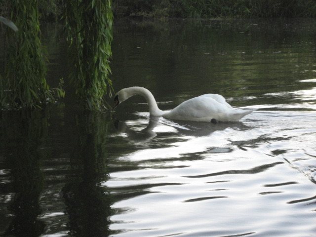 Swan