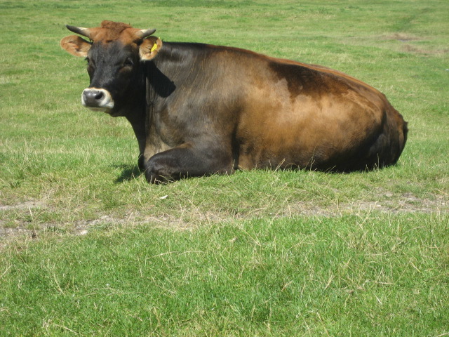 A skeptical Oxford cow