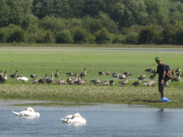 Man, ducks, swan, flood.