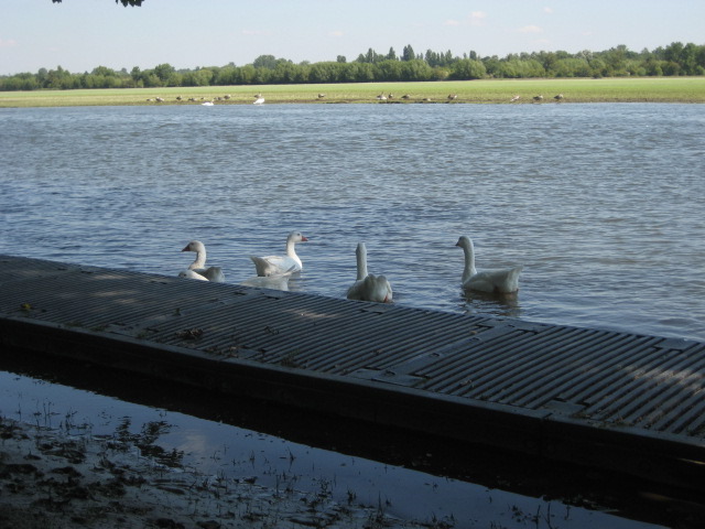 Thames ducks