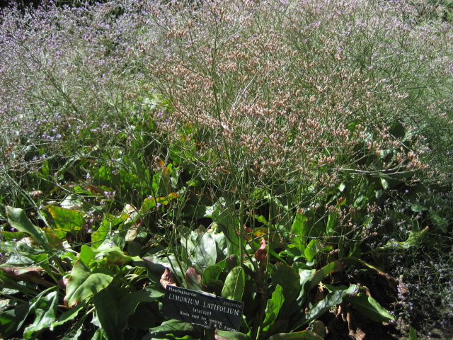 Limonium Latifolium