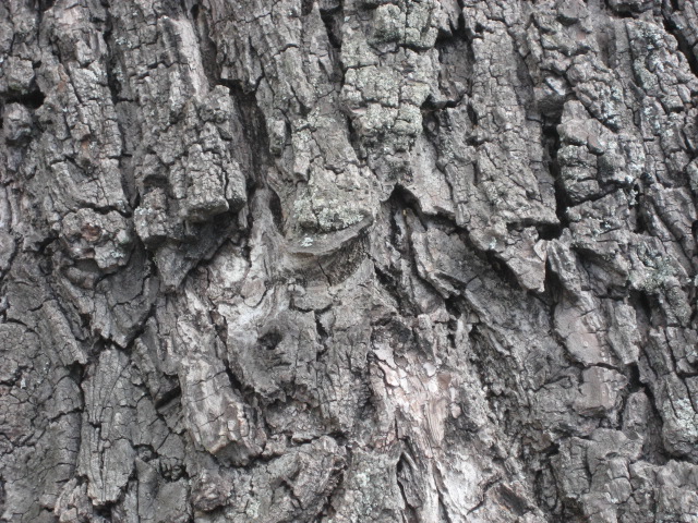 Old tree bark