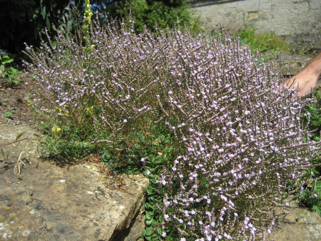 Limonium Bellidifolium