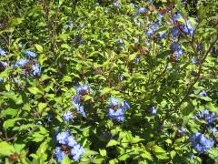 New College garden closeup