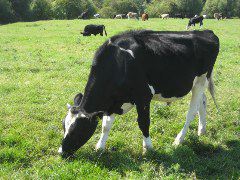 An Oxford Cow