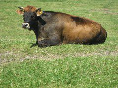 A skeptical Oxford cow