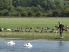 Man, ducks, swan, flood.