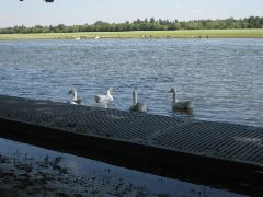 Thames ducks