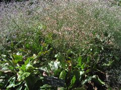 Limonium Latifolium