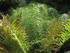 6 foot tall horsetail fern