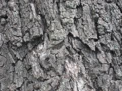 Old tree bark