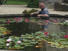 Man up to his waist in lilies