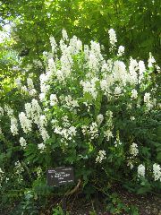 Galega X Hartlandii (Alba)